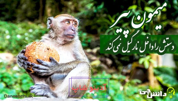میمون پیر دستش را داخل نارگیل نمی کند