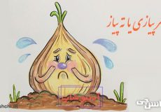 سر پیازی یا ته پیاز