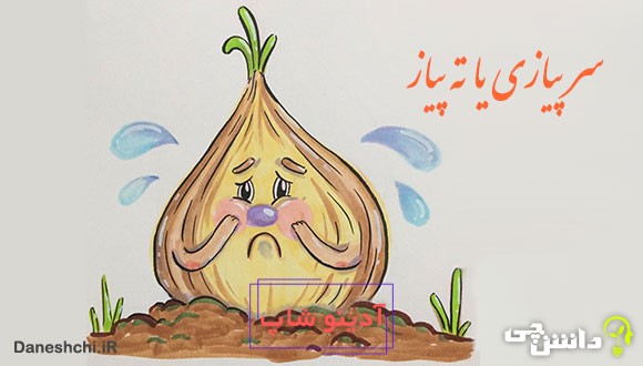 سر پیازی یا ته پیاز