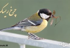 تحقیق در مورد پرنده چرخ ریسک