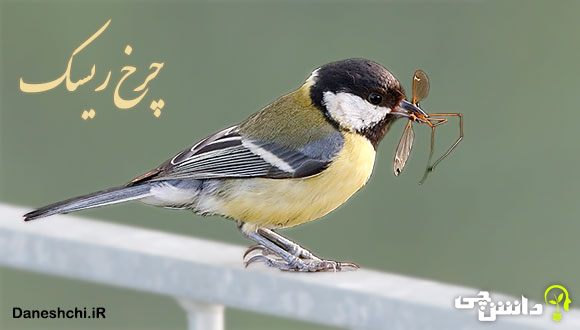 تحقیق در مورد پرنده چرخ ریسک