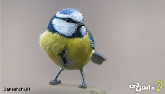 چرخ ریسک سر آبی