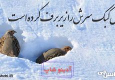 مثل کبک سرش را زیر برف کرده است