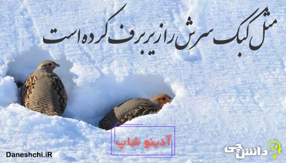 مثل کبک سرش را زیر برف کرده است 