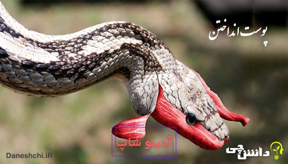 معنی پوست انداختن