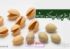 پسته بی مغز چون لب وا کند رسوا شود