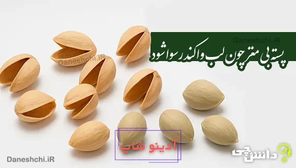 پسته بی مغز چون لب وا کند رسوا شود