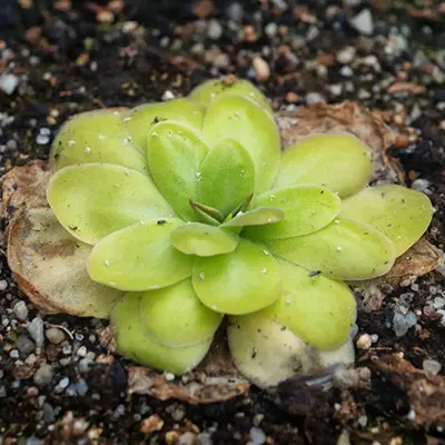 گیاه کره‌ای یا باترورت