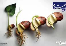 تحقیق در مورد دانه ها و انواعشان