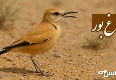 تحقیق در مورد زندگی پرنده زاغ بور