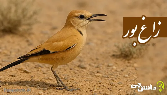 تحقیق در مورد زندگی پرنده زاغ بور