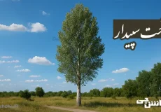 تحقیق در مورد درخت سپیدار