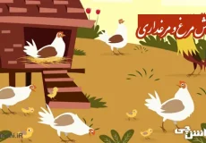 تحقیق در مورد پرورش مرغ و مرغداری