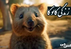 زندگی کوئوکا