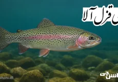 تحقیق در مورد ماهی قزل آلا و انواع آن