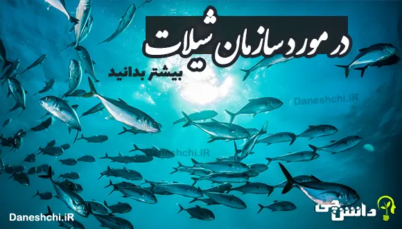 تحقیق در مورد سازمان شیلات جمهوری اسلامی ایران