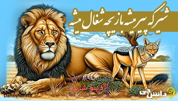 شیر که پیر میشه بازیچه شغال میشه 