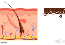 تحقیق در مورد پوست انسان