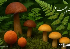 تحقیق در مورد هاگ