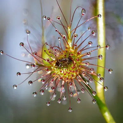  شبنم خورشید یا دروزرا