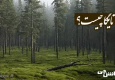 تحقیق در مورد تایگا و ویژگی های آن