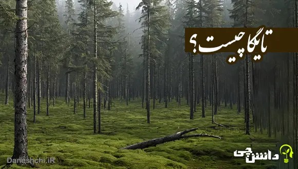 تحقیق در مورد تایگا و ویژگی های آن