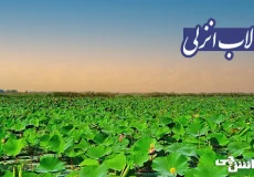 تحقیق در مورد تالاب انزلی و حیات وحش آن