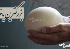 تحقیق در مورد بزرگترین یاخته ها