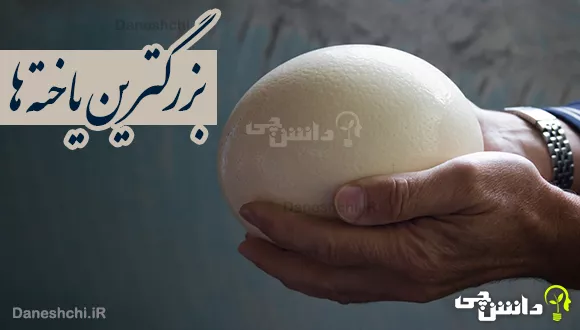 تحقیق در مورد بزرگترین یاخته ها