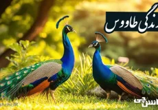 زندگی طاووس