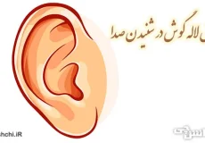 تحقیق در مورد نقش لاله گوش در شنیدن صدا