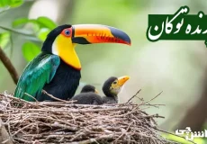 زندگی پرنده توکان