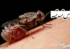 تحقیق در مورد مگس تسه تسه