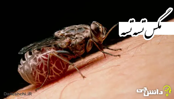 تحقیق در مورد مگس تسه تسه