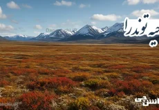 تحقیق در مورد ناحیه توندرا