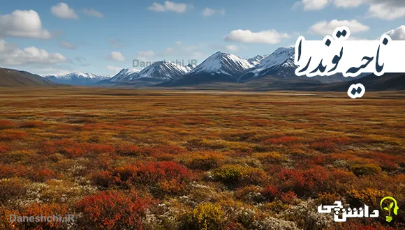 تحقیق در مورد ناحیه توندرا