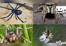 تحقیق در مورد انواع عنکبوت و محل زندگی آن