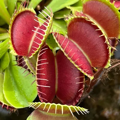  ونوس مگس‌خوار