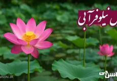 تحقیق در مورد گل نیلوفر آبی و انواع آن
