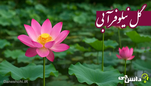 تحقیق در مورد گل نیلوفر آبی و انواع آن