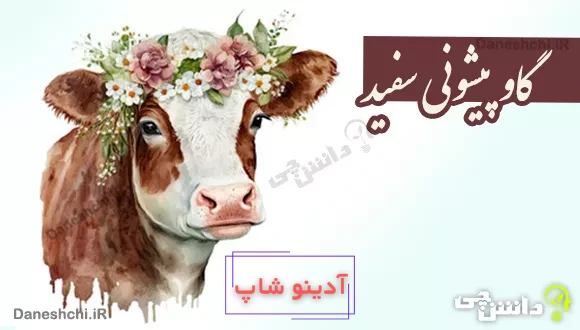 گاو پیشونی سفید