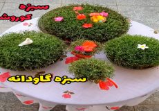 آموزش سبزه عید/ کاشت سبزه عید/ کاشت سبزه گاودانه (کوروشنه)/تزئین سبزه عید