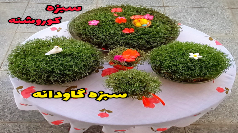 آموزش سبزه عید/ کاشت سبزه عید/ کاشت سبزه گاودانه (کوروشنه)/تزئین سبزه عید