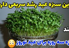 آموزش کاشت سبزه عید در سه روز با تمام نکات داشتن سبزه عالی