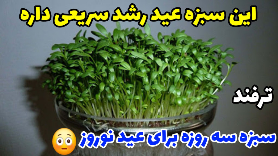 آموزش کاشت سبزه عید در سه روز با تمام نکات داشتن سبزه عالی