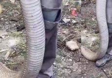 تصاویر حیرت‌انگیز از یک شاه کبرای غول‌پیکر