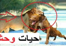 حمله سگ های شکاری به شیر | مبارزه سگ های شکاری و شیر