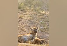 حمله شیر به توله کفتار به دلیل ورود به قلمرو