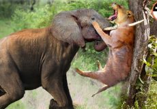 حمله فیل به شیر ها / جنگ حیوانات وحشی /  حیات وحش حیوانات
