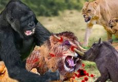 حیات وحش، حمله شیر برای شکار گراز/ترفند بومی های آفریقا برای فریب شیر